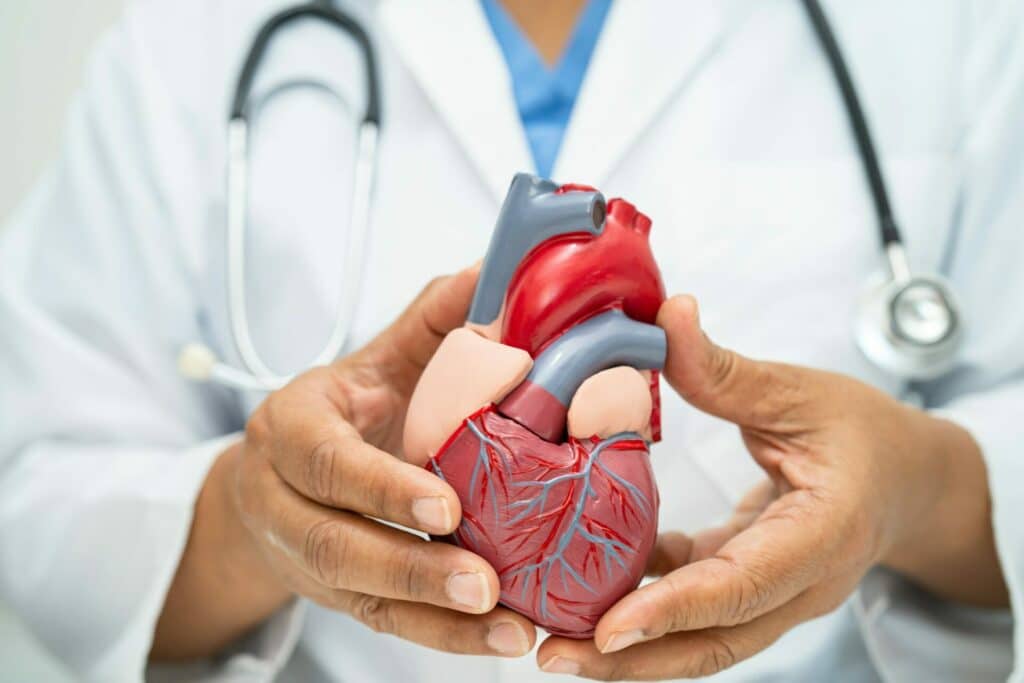 Cardiovascular disease CVD, Asian doctor holding human anatomy model for learn and treat heart