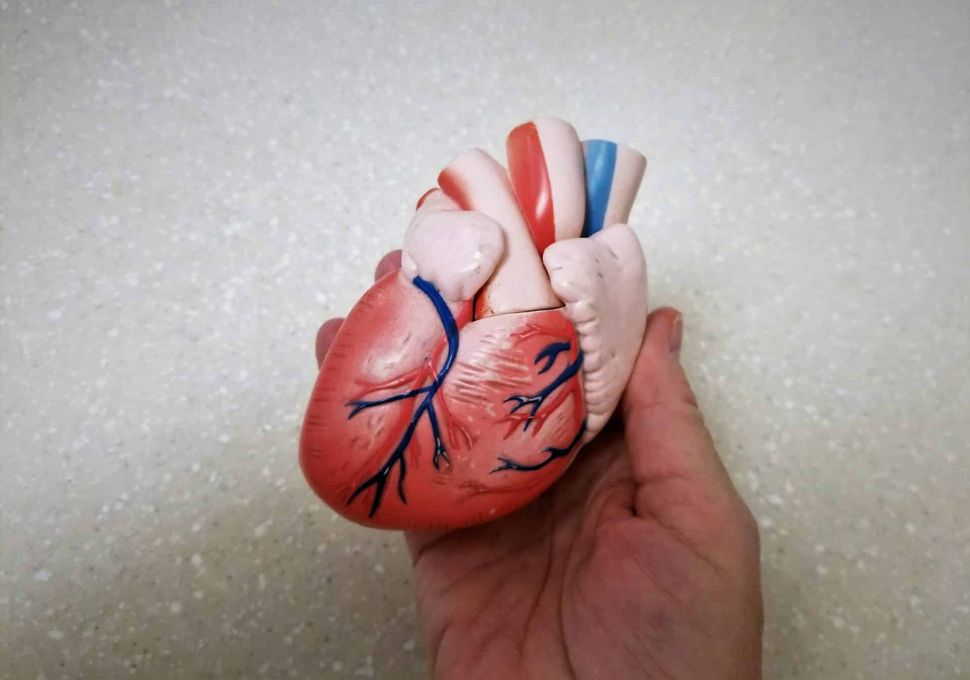 Human Heart