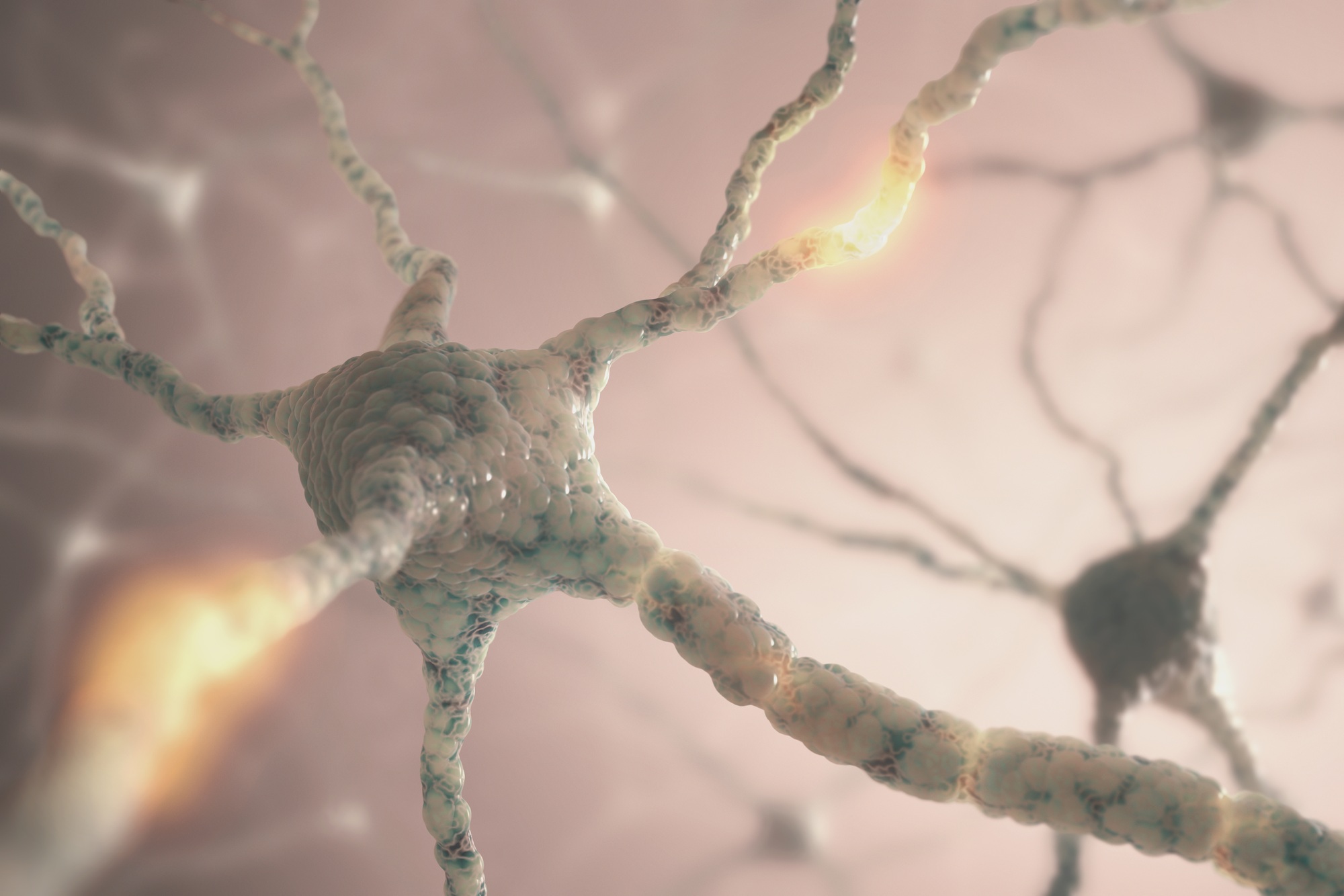 Neurons